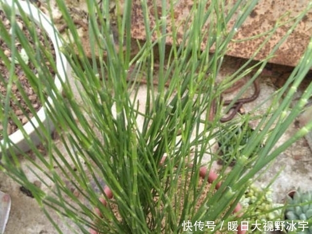  身价|农村一种被忽视的野草,现在身价猛增,一斤可以卖到800元!