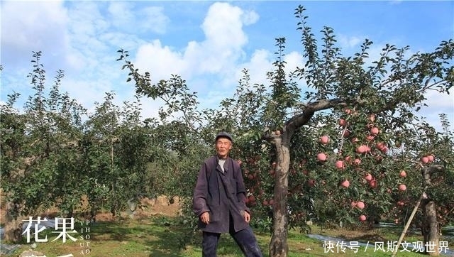 中国苹果的困惑:走日本的道路,还是走欧美的道