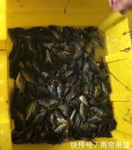 长沙河道现大量“怪鱼”，罗非鱼？老乡：比鲫鱼还多，爱吃河虾