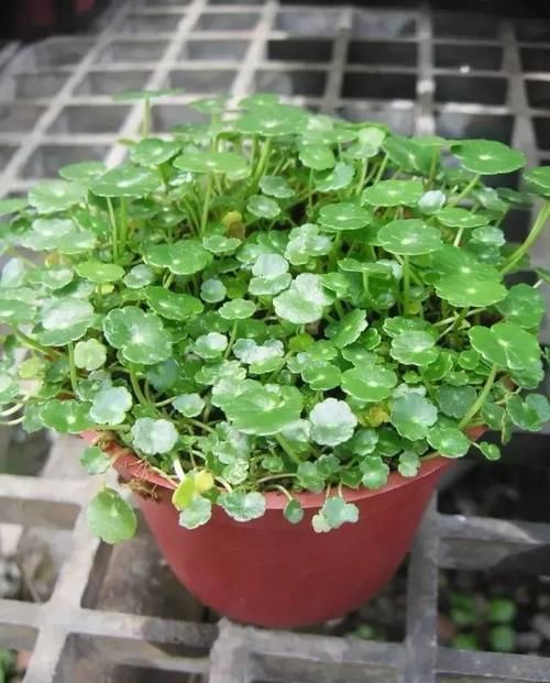 一大:很容易长满一大盆的几种植物,适合养窗台或阳台上