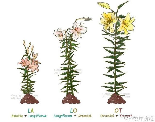  「适合」3月最适合种的花，门口栽一丛，开花又大又香