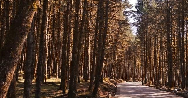 飙拢“川西咽喉”耍雪，打卡无边池的网红云海，元旦就去这！