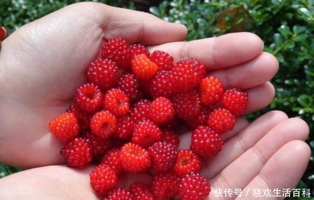 农村小孩都喜欢的野果，价值非常珍贵，价格高达80元