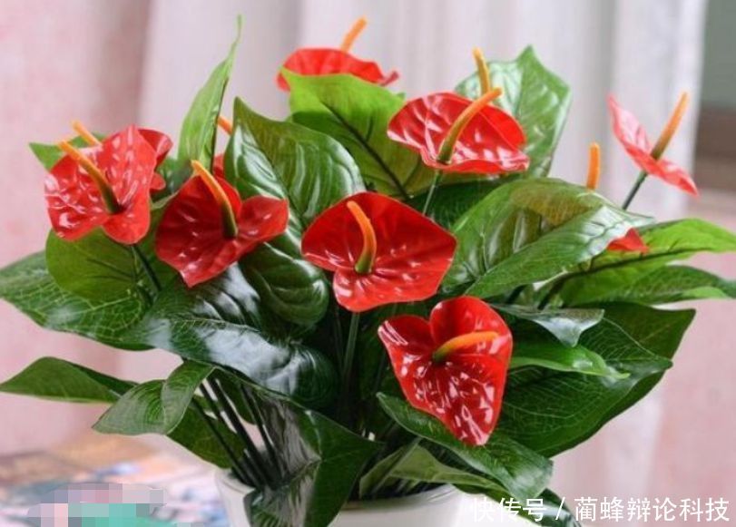  红掌：“3种花”人见人爱，漂亮又好养，一开就是大半年，阳台变花海！