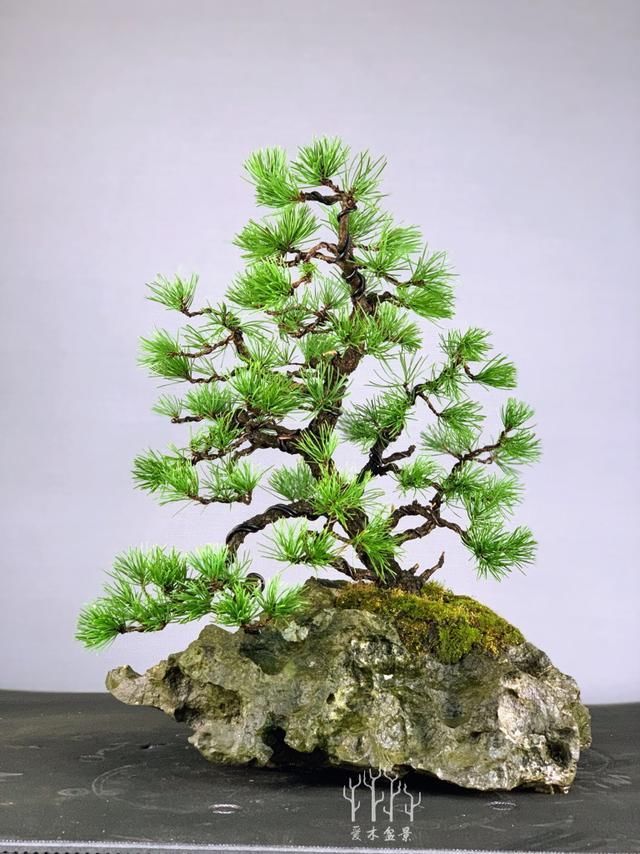 爱木盆景I 再碰上这样的石头不要扔了,做成盆景盆是相当漂亮