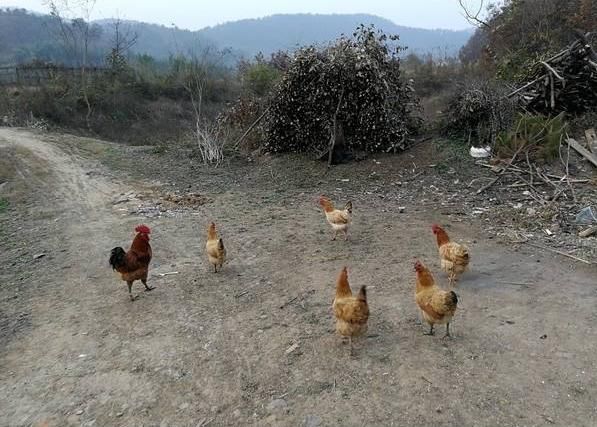 新手养鸡前，注意了解这些东西，风险会小很多