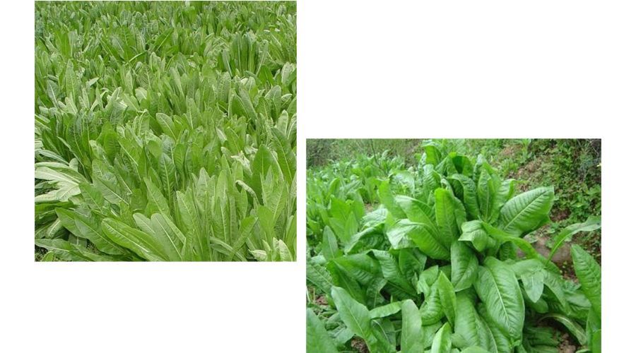  『菊苣』菊苣有这么多应用价值，总有一点是你想不到的