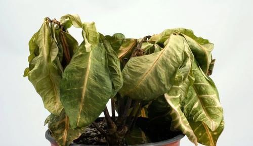 「盆栽」盆栽植物叶片突然变成褐色,突然死亡是什么原因