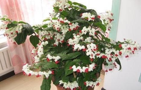  【观叶】还在家盆栽绿植观赏？不如养盆龙吐珠，四季可居家赏花观叶