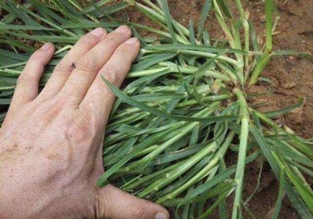  顽强@在农地里，别踩到1种“牛筋草”，植株珍贵，也顽强、长势快！