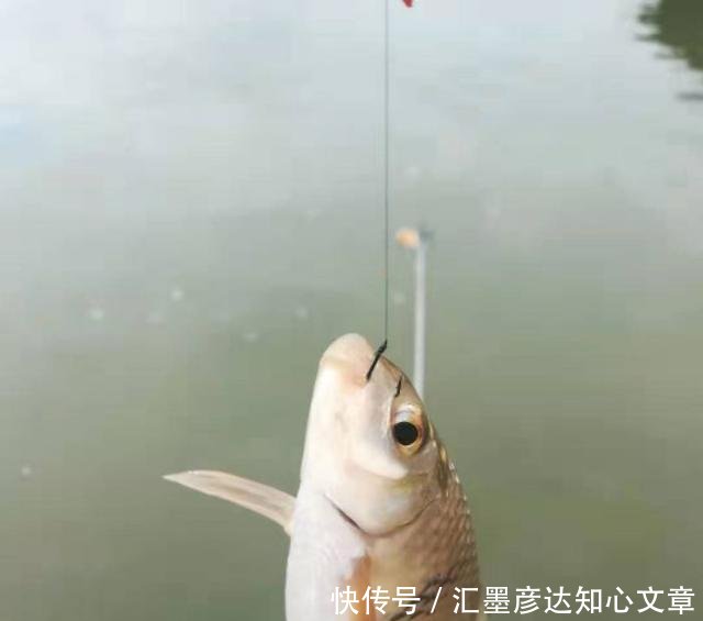 『小鱼虾闹窝』浮漂一直动在那动,但提竿确钓不上来鱼的真正原因,全都在这了