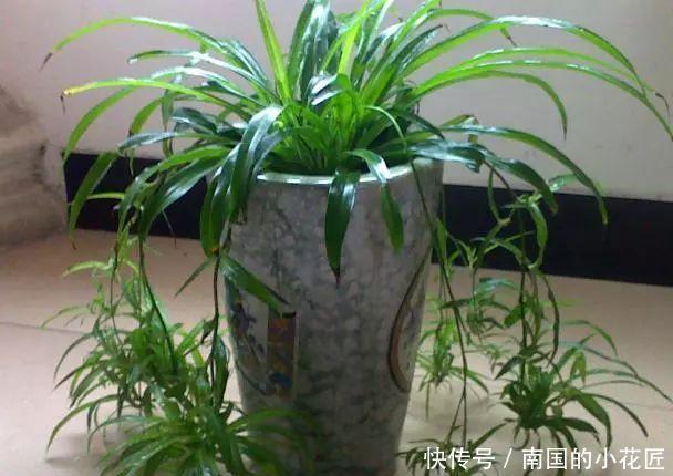 作用|每隔7天涂一点这“汁液”,绿萝、文竹、吊兰叶片油绿,窜不停