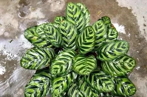 #适合#这些观叶植物很适合养室内遮阴处,种花盆里特好照顾