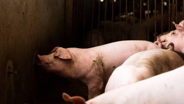  「解封」道路解封，养殖产业复工，养殖业真的得救了吗？