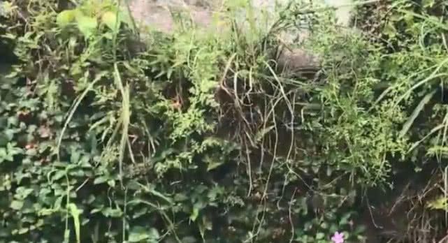 这种野草被农户称为“地钉”，果实满是尖刺但能治咳嗽，你见过吗