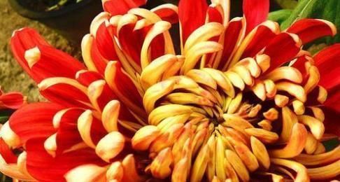  【海当】如果你喜欢花，你可以养一盆《菊中精品》让它流行起来。在菊花海当海盗会开花爆炸