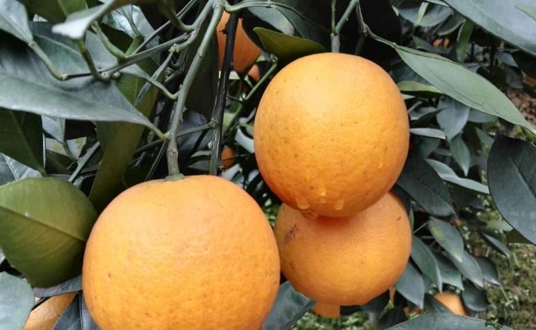  『橙子的种植』美容养颜、抗衰老的橙子，果农种植前需全面了解的几个重要事项！