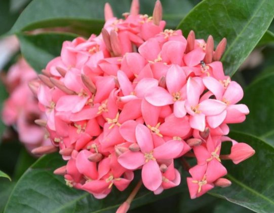  绿萝：这几款植物，层层交叠，长得比绿萝快，花大色艳，一年四季都开花