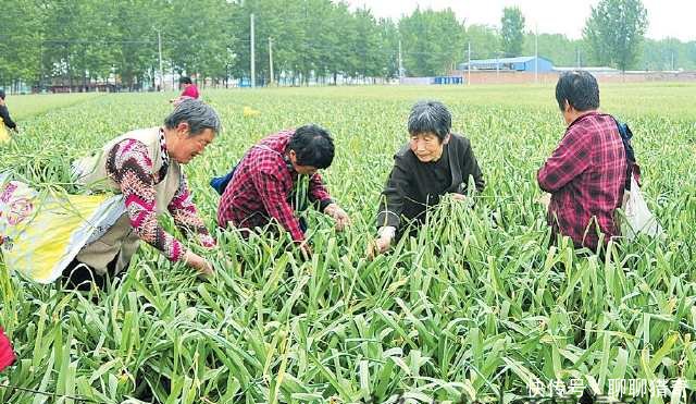 山东蒜苔也没谁了，包饭来采，想拿多少拿多少！
