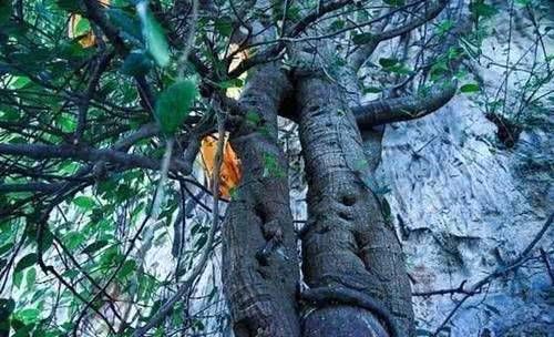 云南一棵3千年菩提树,一夜之间长出“佛手”,竟然还有这种神力