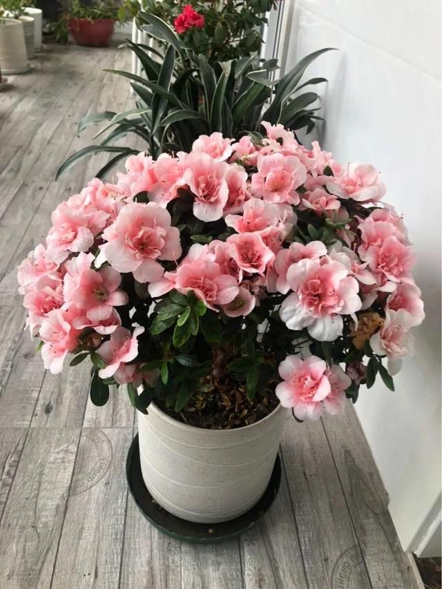 『光照』30种耐阴花,室内光照不佳,也能全年开花