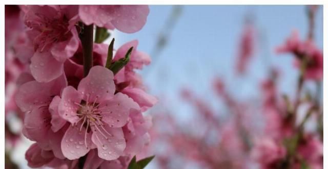  「桃花运」2020年里最容易遇到烂桃花的三大生肖，没有天长地久，可惜了