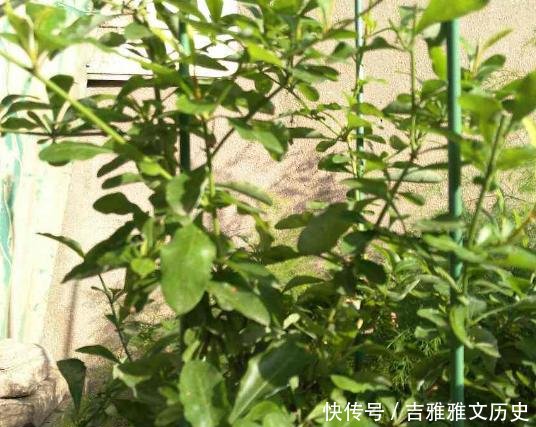  『开花』开花劳模就是它，开春狠心剪一剪，半个月就爆盆，不要心疼枝条！