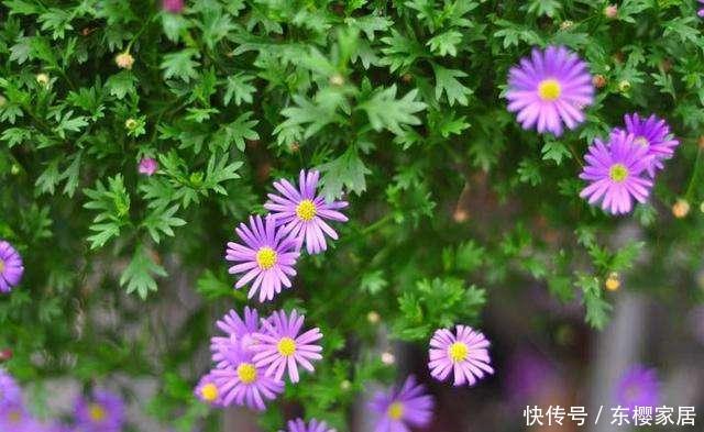 【姬小菊】姬小菊不仅能四季开花不断,颜色还清新,养护做好几点就可以