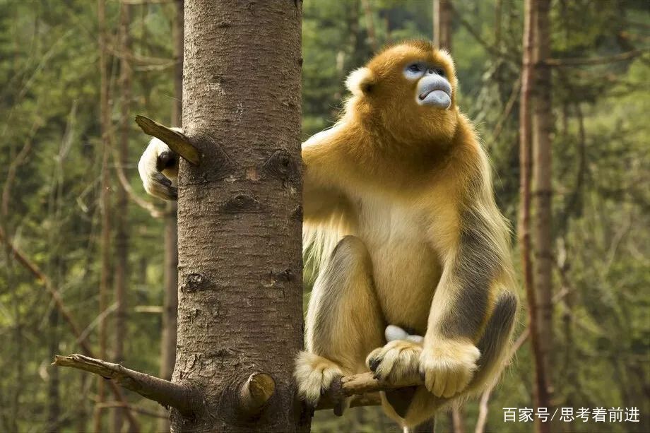 徒步神农架，穿越无人区