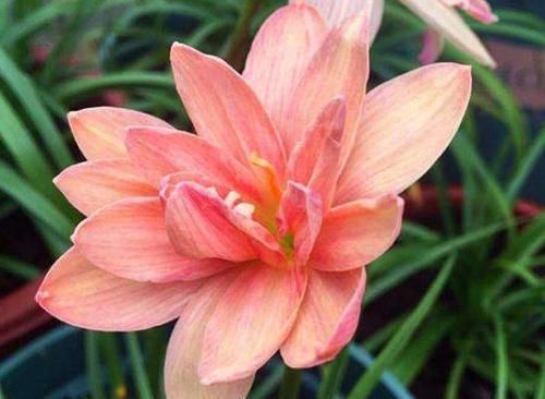  『养护』这些花朵最好养，美观又好养，养护简单花期长，花开繁盛惹人爱