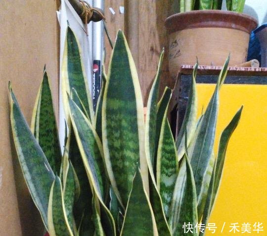  『犯错』虎皮兰“浇水”别犯错，咋养咋活，一盆变成十几盆，叶肥厚窜芽快