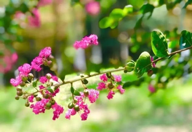 就在青岛！地铁直达、免费开放、紧邻八大关、隐蔽的小树林...这