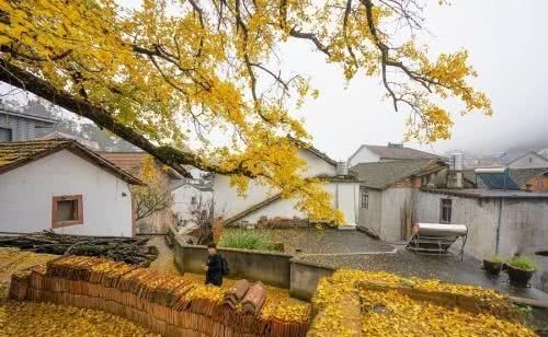 这些地方的银杏太美啦！盘点国内五大银杏观赏地，你想去看吗？