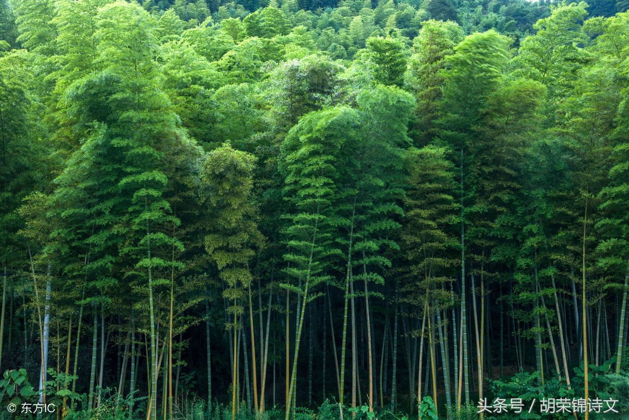 竹郎庙的传说很神奇，但人们记住了薛涛的“声声尽是迎郎曲”