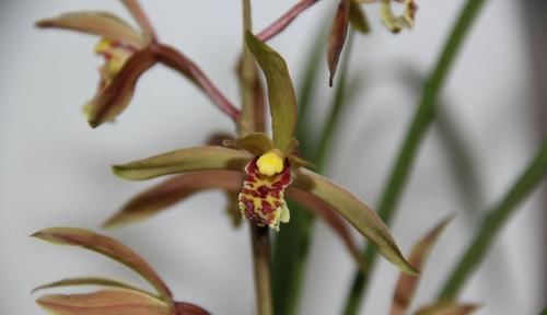  『芦头』蕙兰一苗能长几个花芽是假的？蕙兰有3个花芽需要全留还是去掉2个