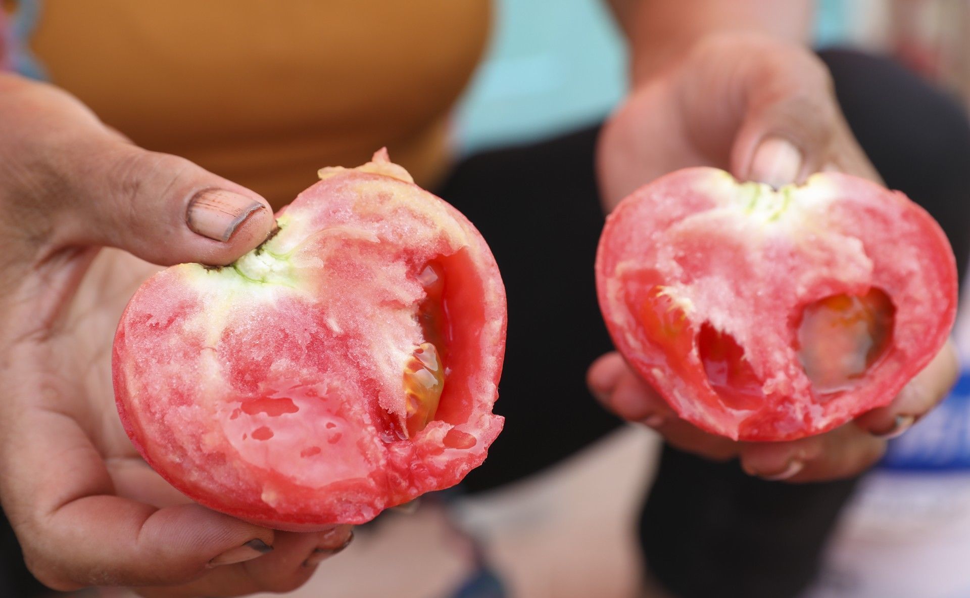  【奶奶】山东6旬农民大妈种8亩西红柿，大集做生意还要看孙子，