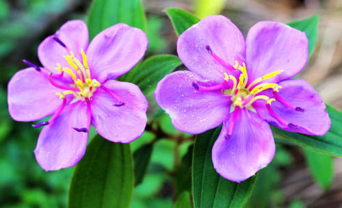 农村这种野生植物不但果实味道爽甜，价值用也很多，你有见过没