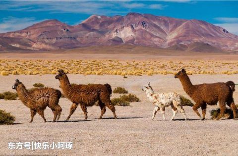 地球上最干旱的地方，百年没下过雨，却有一百万人在这里活下来了