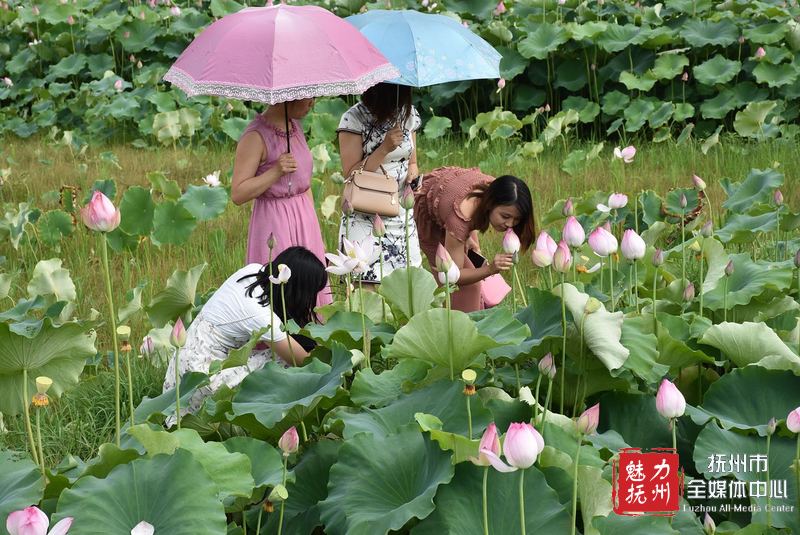 五月荷花开 引来游人赞