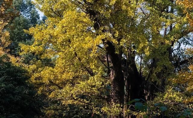 出发 | 金秋十月，这5个地方藏着中国最美的秋色！