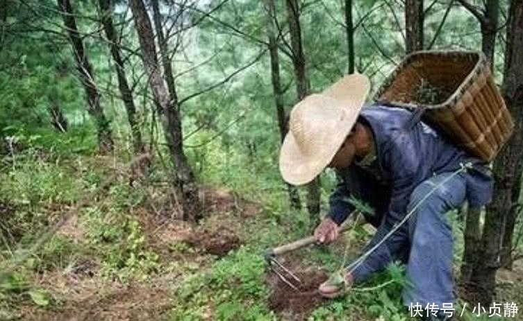 农民在山上摘草药时看见一块“石头”凑近一看, 赶紧请来专家