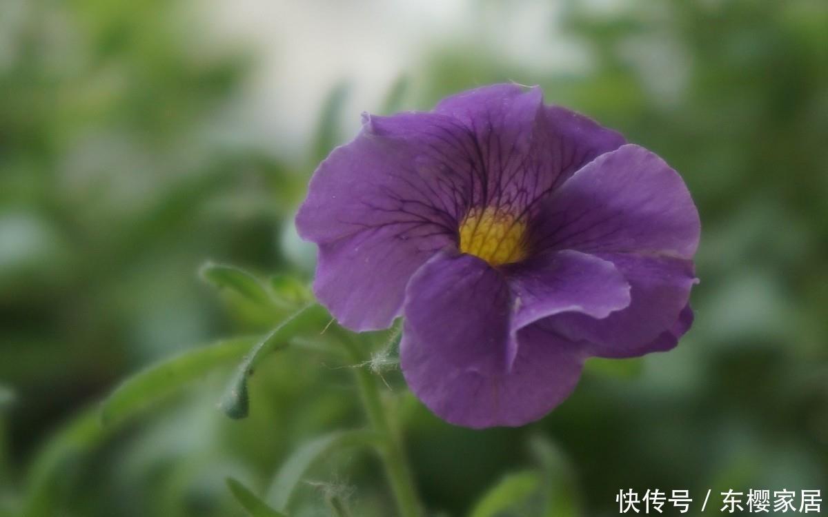 [家里]家里养花，3种花一定要养，花大色艳花期长，开花量大爆盆简单