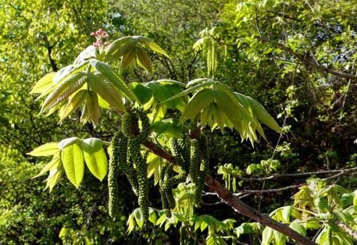农村如果要有这种植物，一定保护好，食用美味价值高