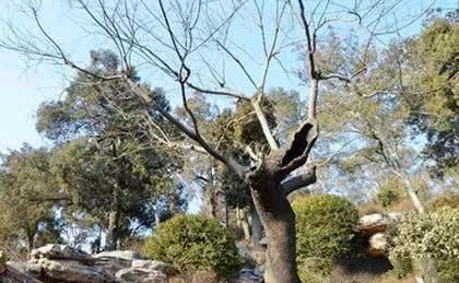  槐树@北京人的生活，一年四季都离不开树！