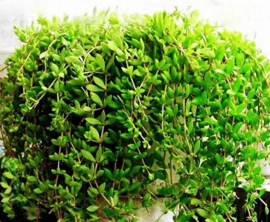 1种“野草”，农村河边常见，挖一点养盆里，比吊兰多肉好看！