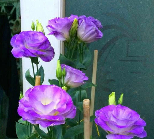  [芳香]鲜艳亮丽的花朵，花形别致，散发芳香，如此美的3种花谁不喜欢！