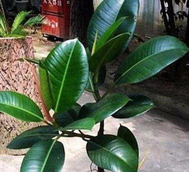  「装点」此花，可以装点卧室具有良好的空气净化功能。