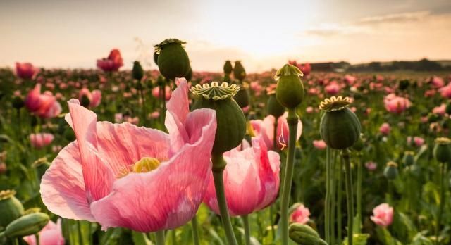 村干部紧急通知，农村3种作物已被国家禁止种植，不知情会被严惩