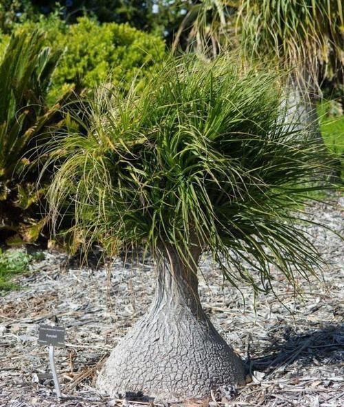 「观叶」没想到酒瓶兰开花这么灿烂,养室内变观叶植物,大半年不浇水也行