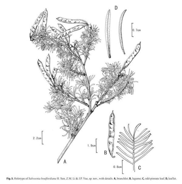  「大熊猫」植物界的“大熊猫”你见过吗？这两天在新龙开花了